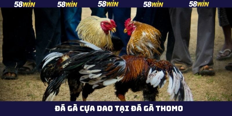 Màn so tài giữa những chiến kê cựa dao có sát thương cao