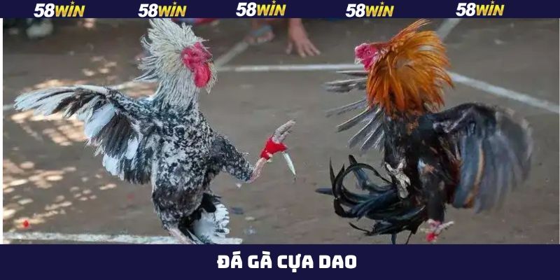 Đá Gà Cựa Dao - Đấu Trường Của Các Chiến Kê Máu Lửa Tại 58Win