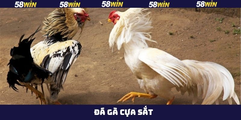 Đá Gà Cựa Sắt - Bí Quyết Chinh Phục Phần Thưởng Tại 58Win