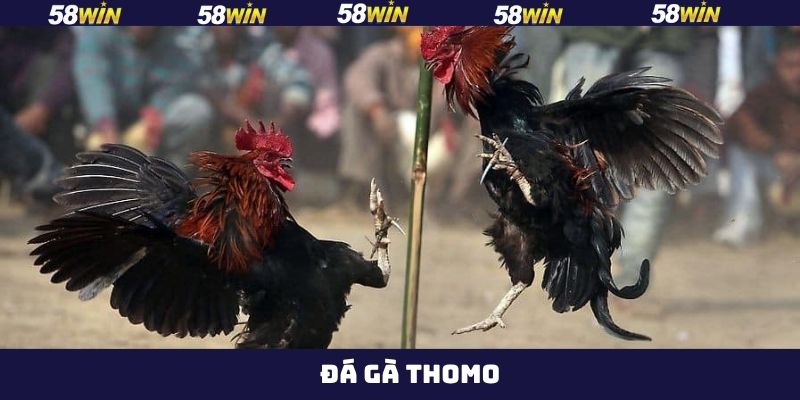 Đá Gà Thomo - Thưởng Thức Những Màn So Tài Nảy Lửa Tại 58Win