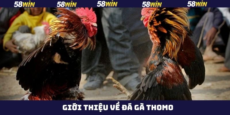 Nội dung khái quát về đá gà Thomo tại 58Win