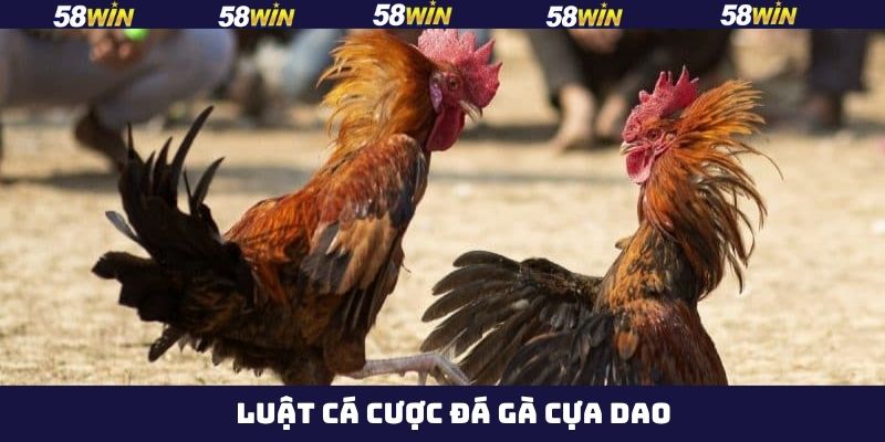 Trình tự diễn ra một trận đấu chuyên nghiệp