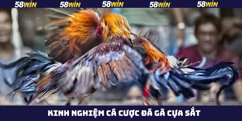 Kinh nghiệm cá cược chọi gà cựa sắt bất bại