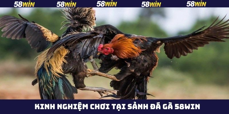 Mẹo chơi hiệu quả nên áp dụng khi tham gia đá gà trên 58Win 