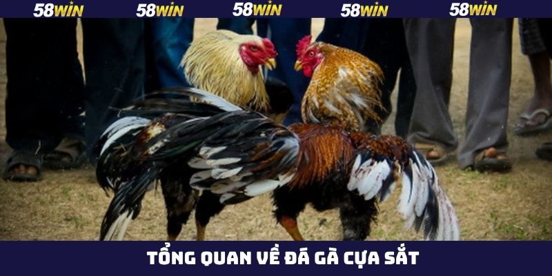 Sơ lược về bộ môn cá cược đá gà cựa sắt